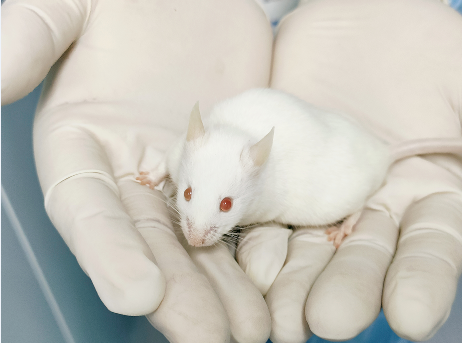 动物实验兔骨缺损模型