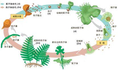 蕨类植物生活史简图图片