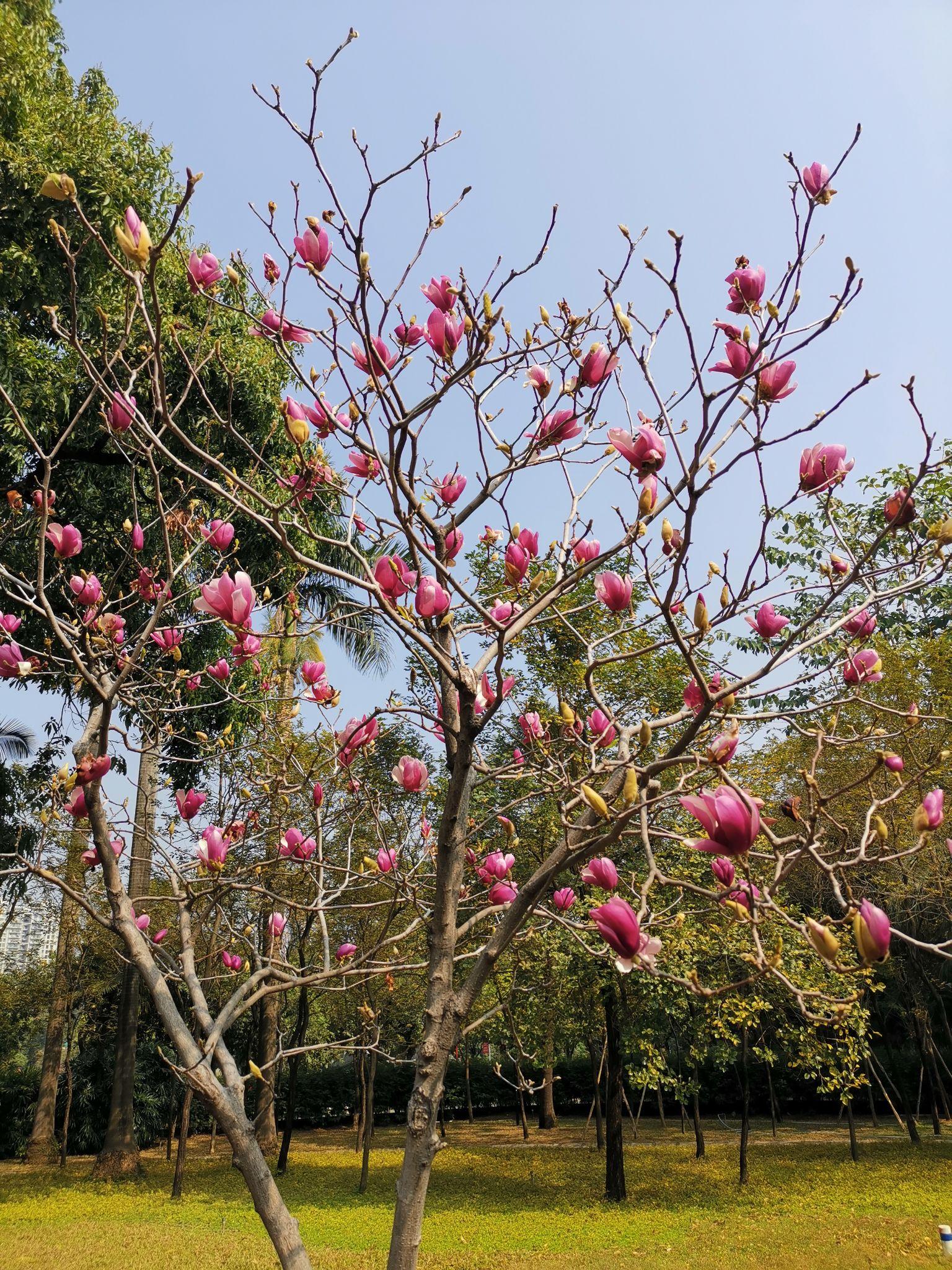 诗情花意碧落真人著紫衣始堪相并木兰枝