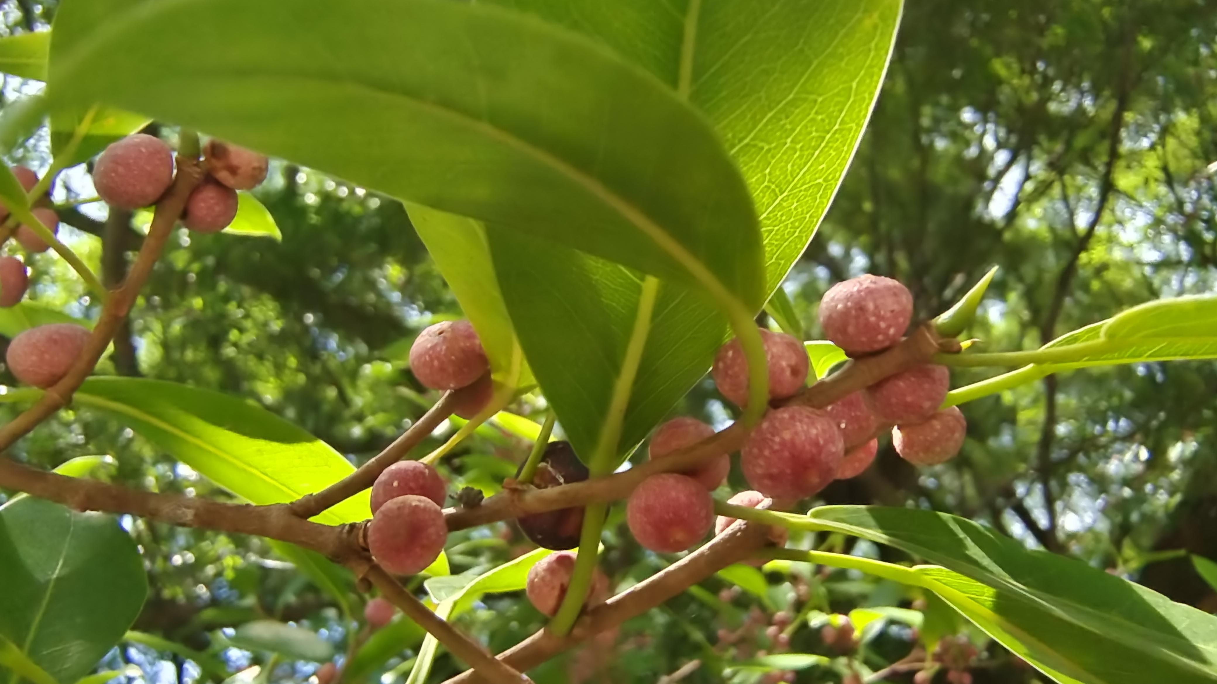 吉安随拍榕树果实