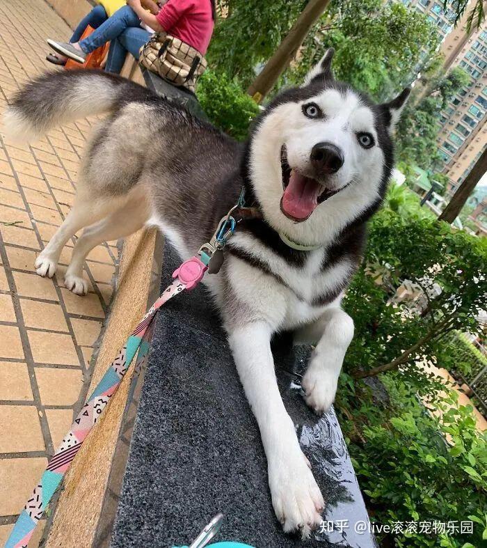 这只二哈因为太性感了在网上走红."小哥哥,网恋不?