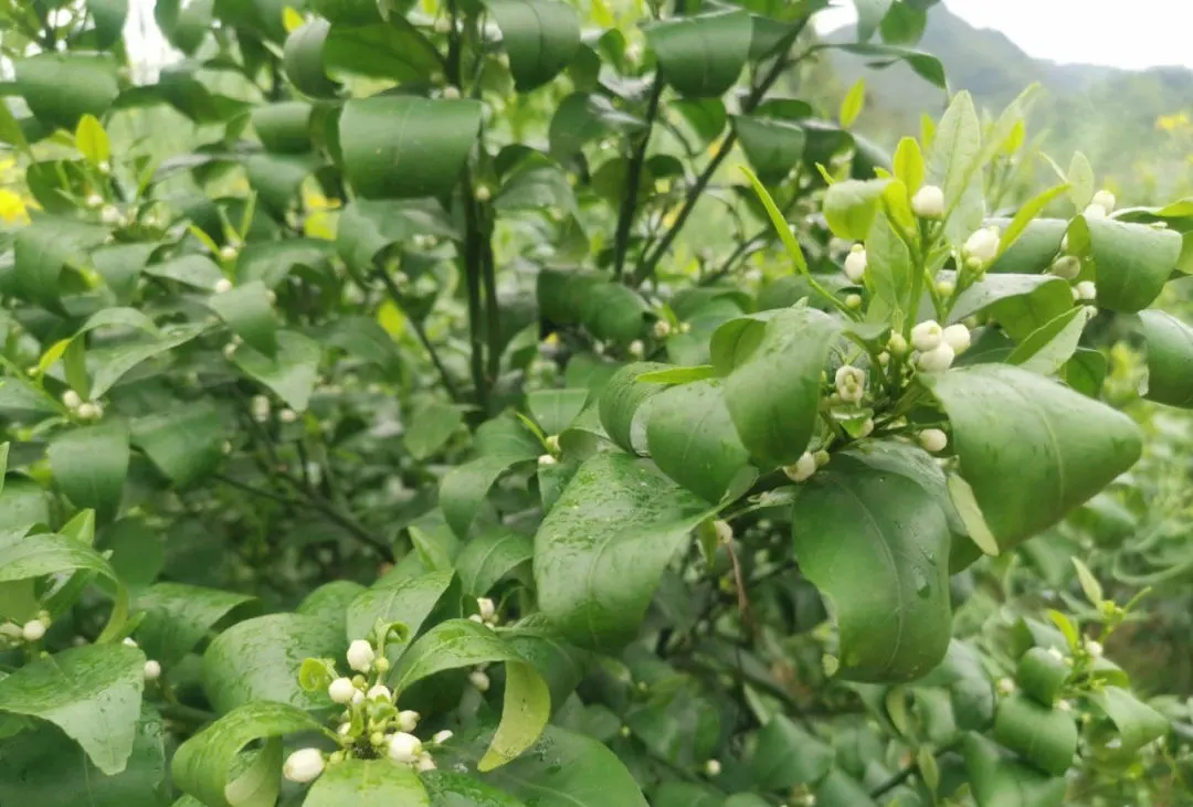 柑橘花期如何用药 谢花肥如何施用 什么时候进行第一次保果 知乎 柑橘花期如何用药 谢花肥如何施用 什么时候进行第一次保果 知乎