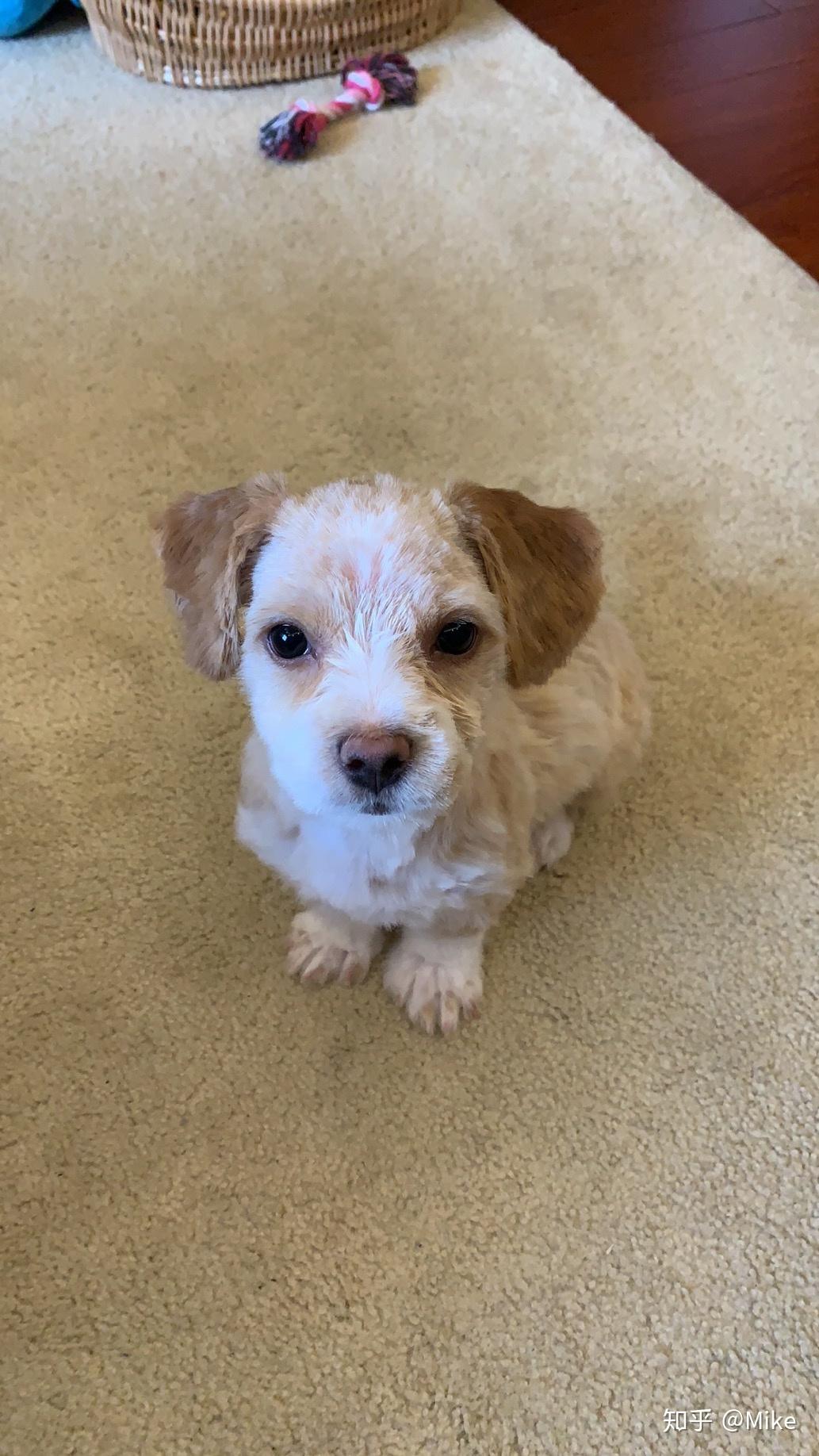 你见过哪些特别漂亮可爱的混血狗狗? - 知乎