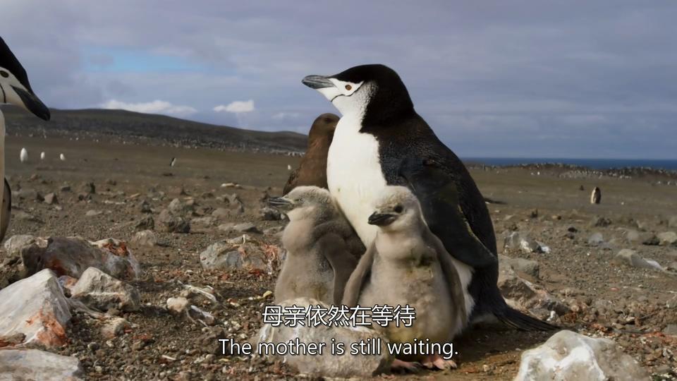 如何评价地球脉动第二季planetearthⅡ