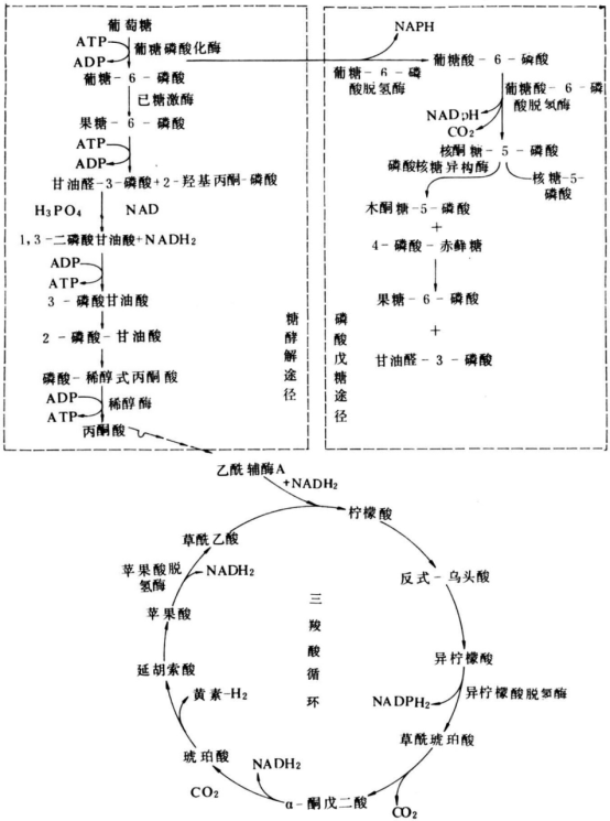 一個葡萄糖有氧呼吸到底生成多atp303238