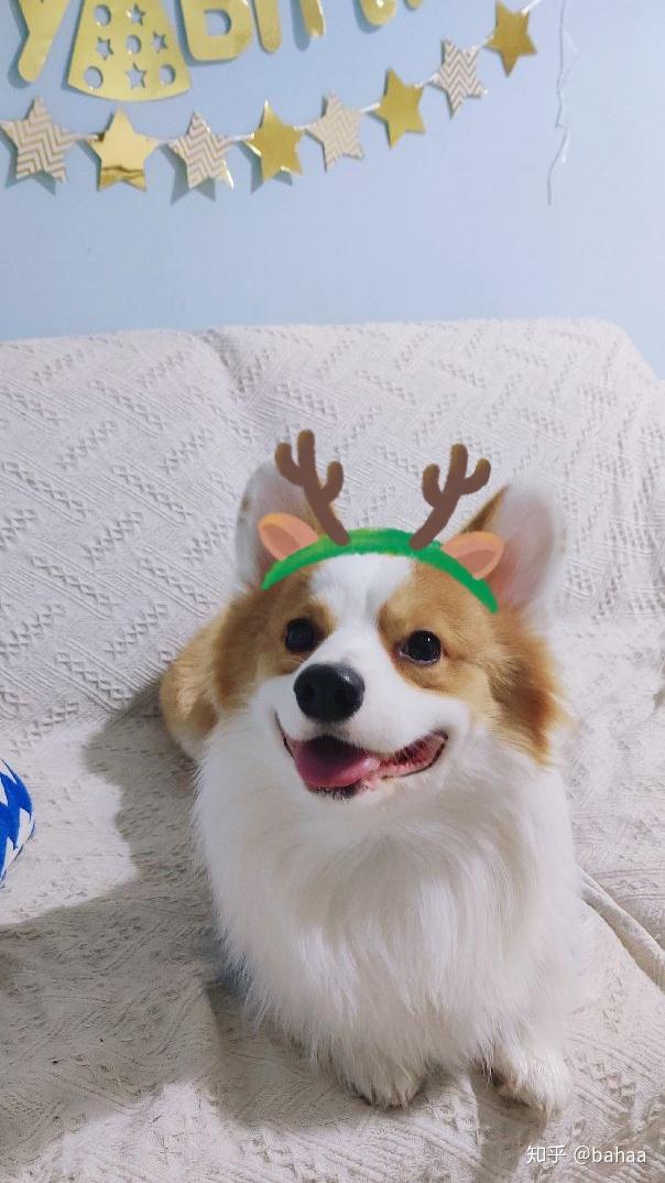 对没养过狗的人而言柯基好养吗?