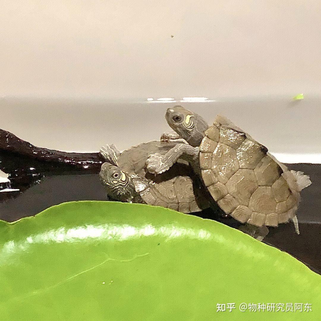 办公室养什么乌龟比较好? - 知乎