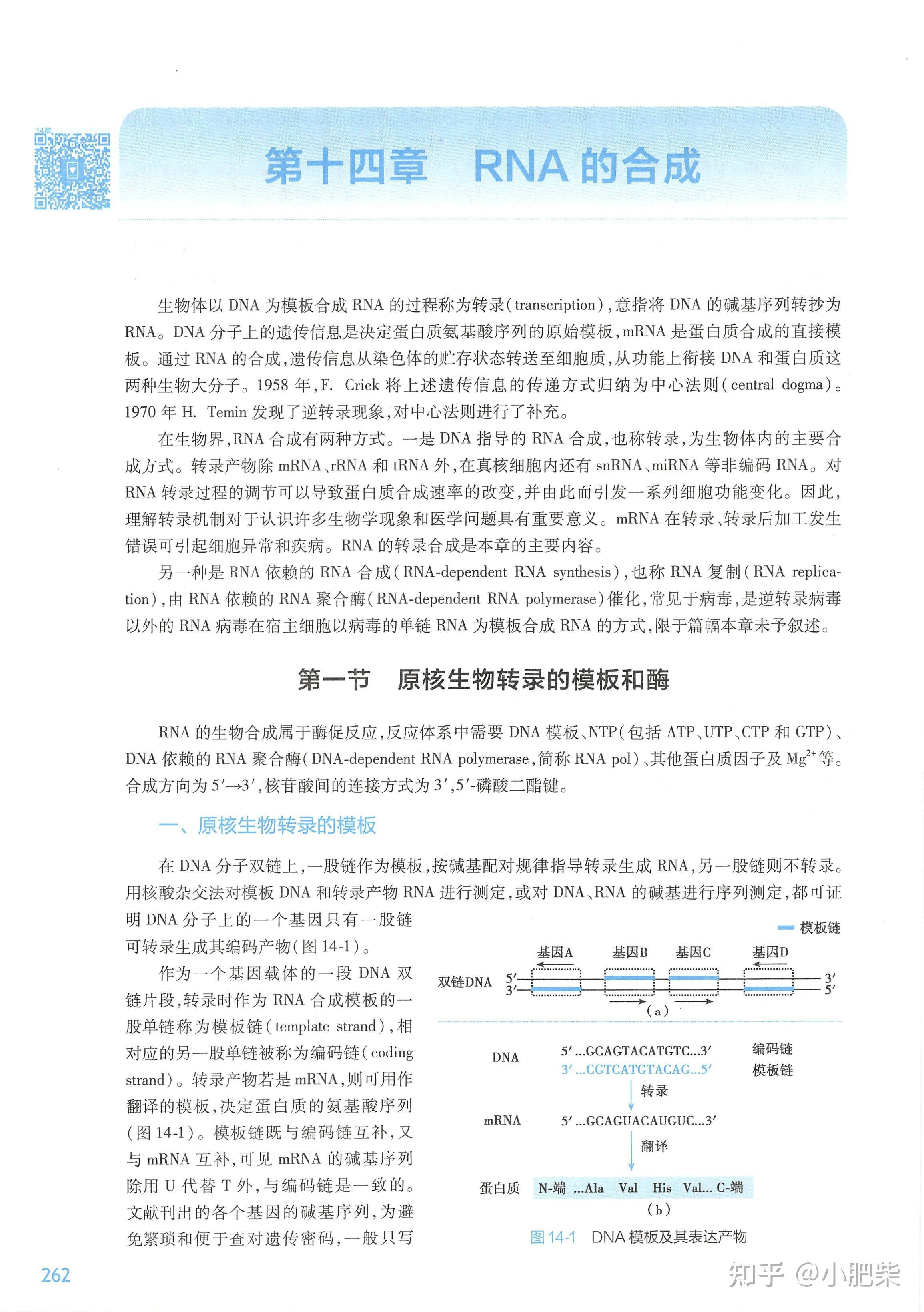 生化课本带读-第十四章 RNA合成(转录) - 知乎