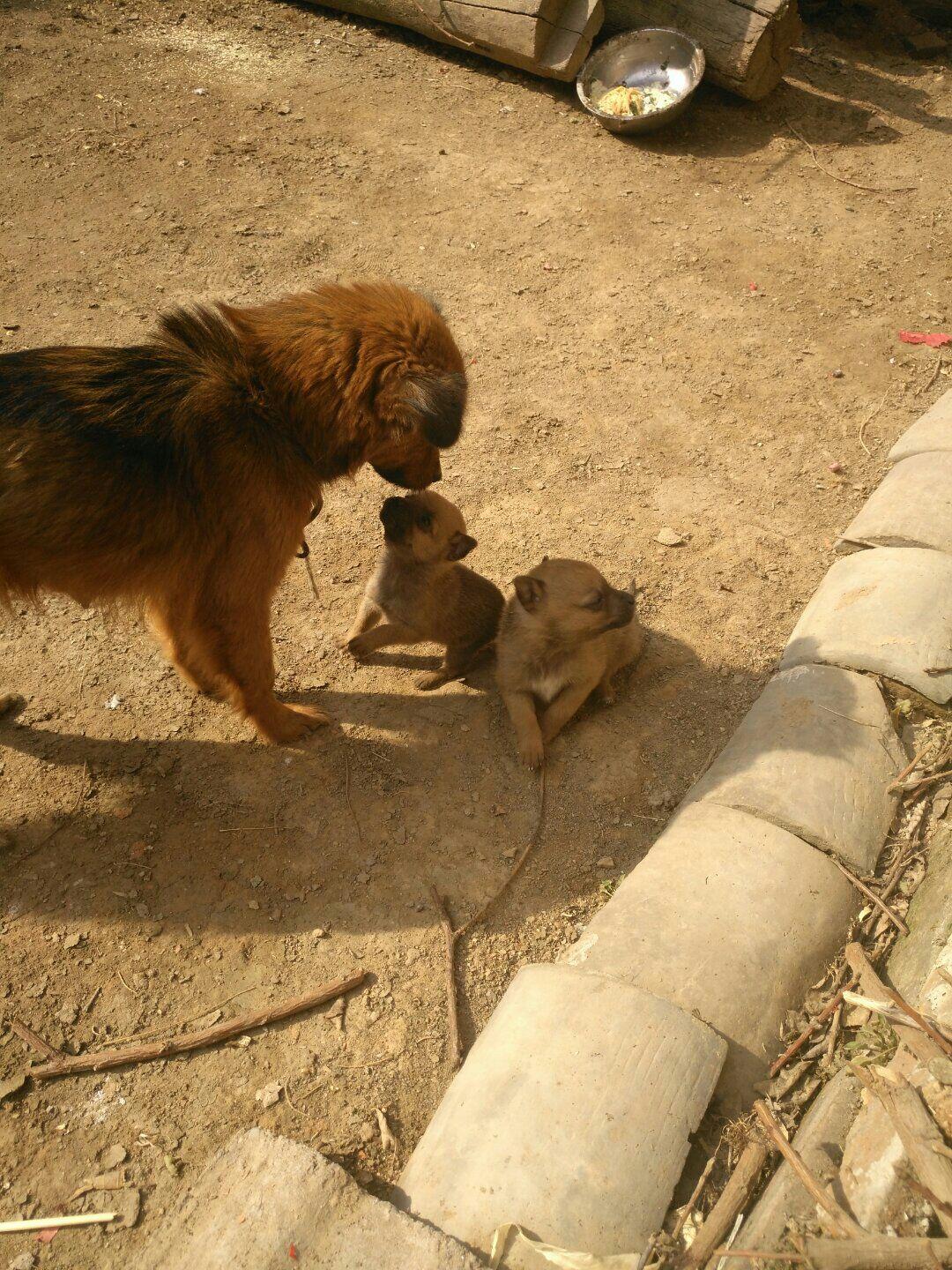 老娘说:"狗母喂孩子二十天后,就不会让它再吃奶,逼孩子自己找食.