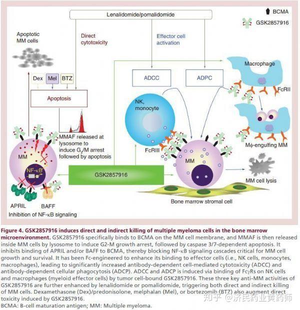 多发性骨髓瘤靶向药Blenrep获FDA批准上市 - 知乎