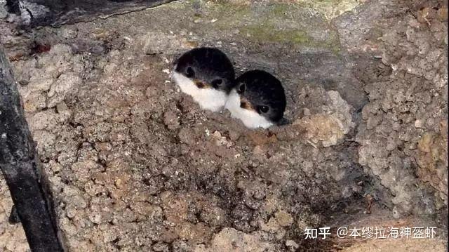 皮燕子是什么动物啊? - 知乎