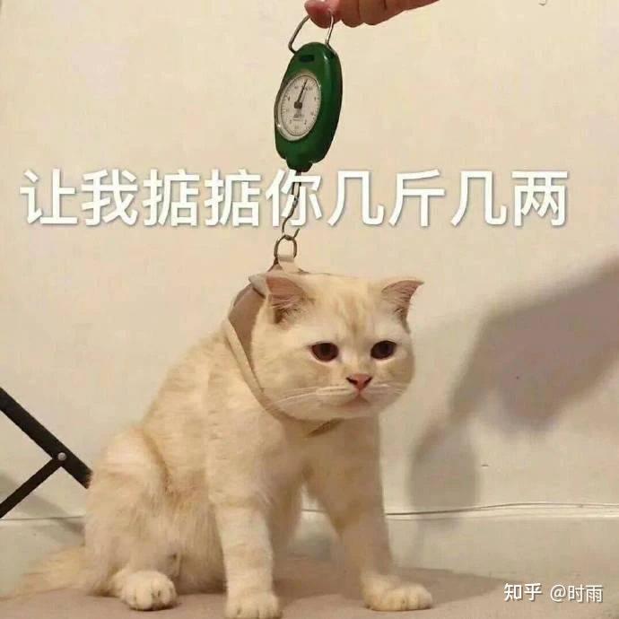 怎么可以不让猫咪怀孕 v2-b6c241127e4c23f386cdc89b8aaeab4c_r.jpg