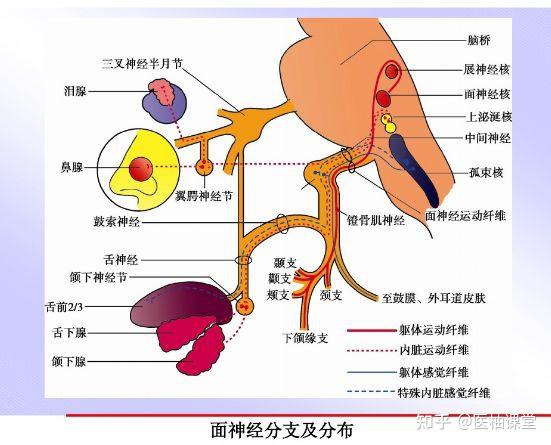 司面部的表情運動;次要成為中間神經,含有內臟運動纖維,特殊內臟感覺