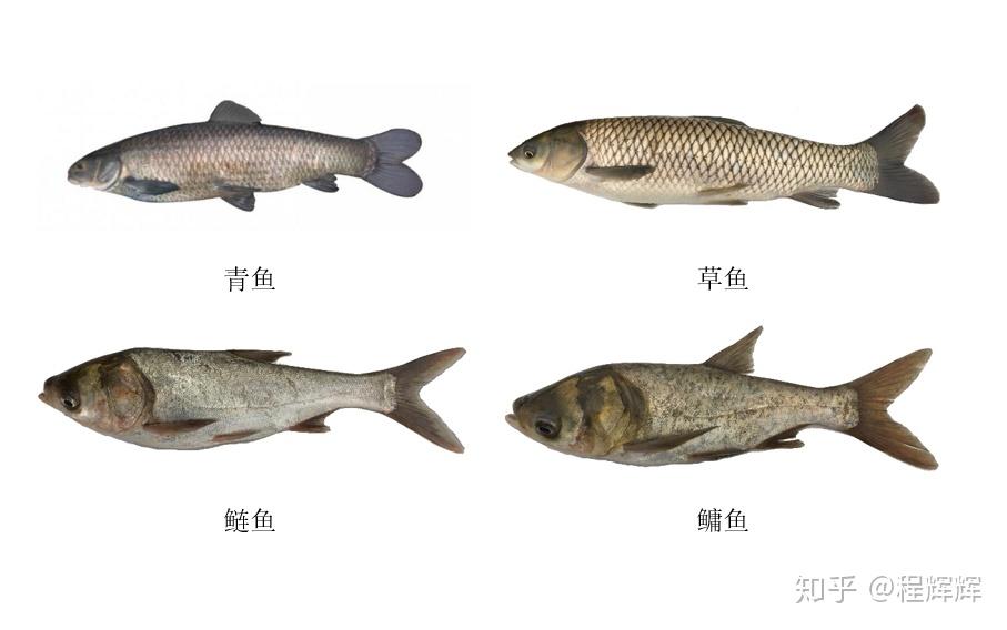 大宗淡水鱼都有哪几类鱼如何选购和鉴别