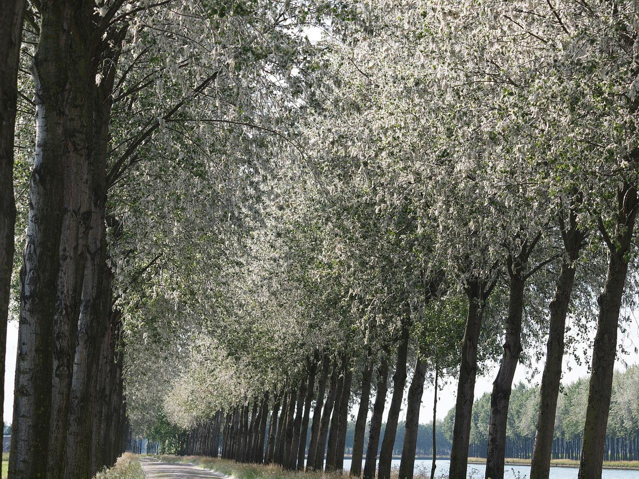 爱情树代表寓意