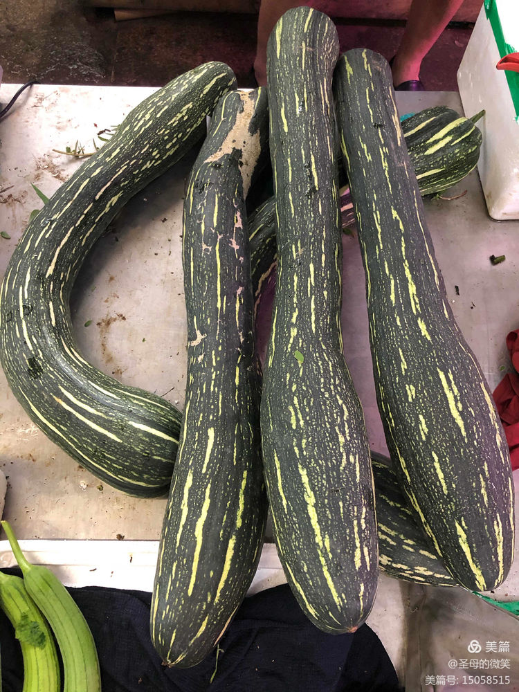 青岛这儿所谓的"拉瓜"其实也是 cucurbita(南瓜属)的