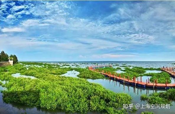 “海洋绿肺”红树林，让我们一起保护它！ - 知乎