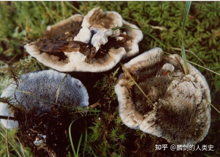【地球生物全系列——从单细胞到人类】伞菌纲—多孔菌目(非褶菌目) - 知乎