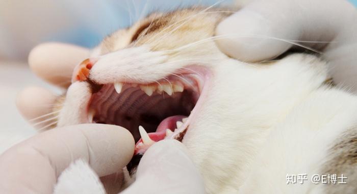 猫咪口臭?可能有大隐患!