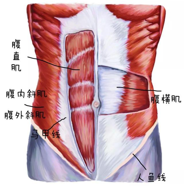 腹横肌建模图片