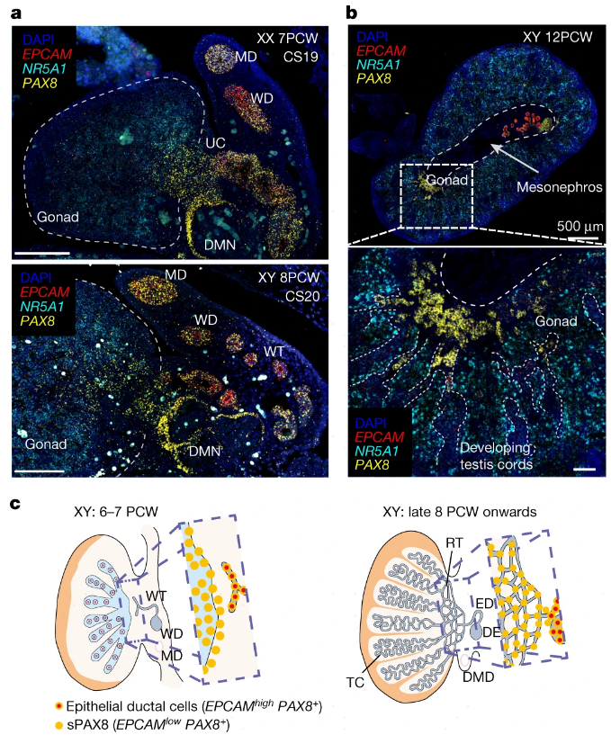 看Nature文章如何揭开人类性腺发育的单细胞秘密？ - 知乎