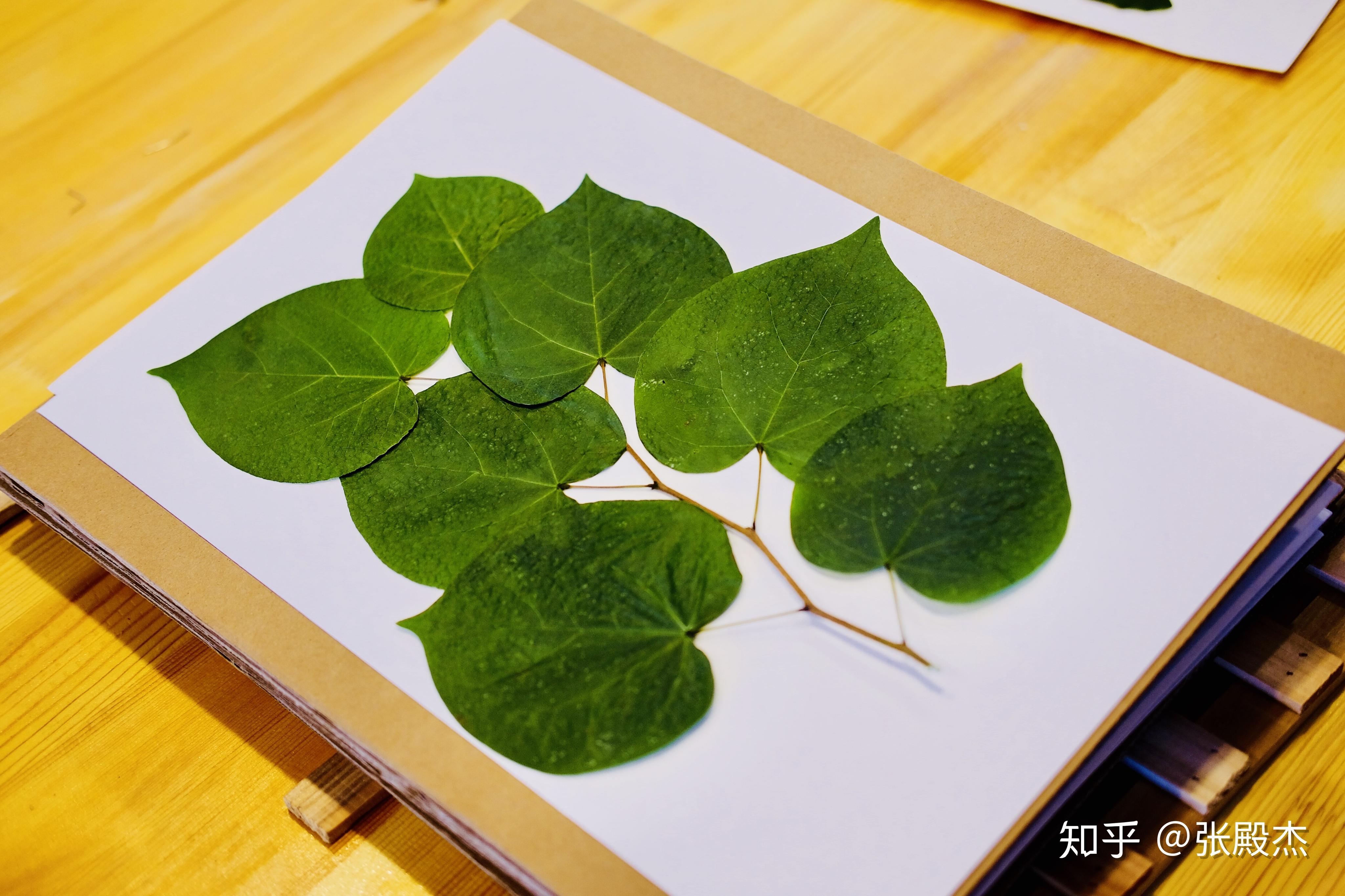 如何使采集的植物标本尽可能不被氧化失色