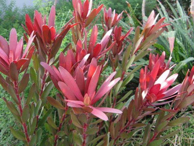 植物界全系列山龙眼目山龙眼科中木百合