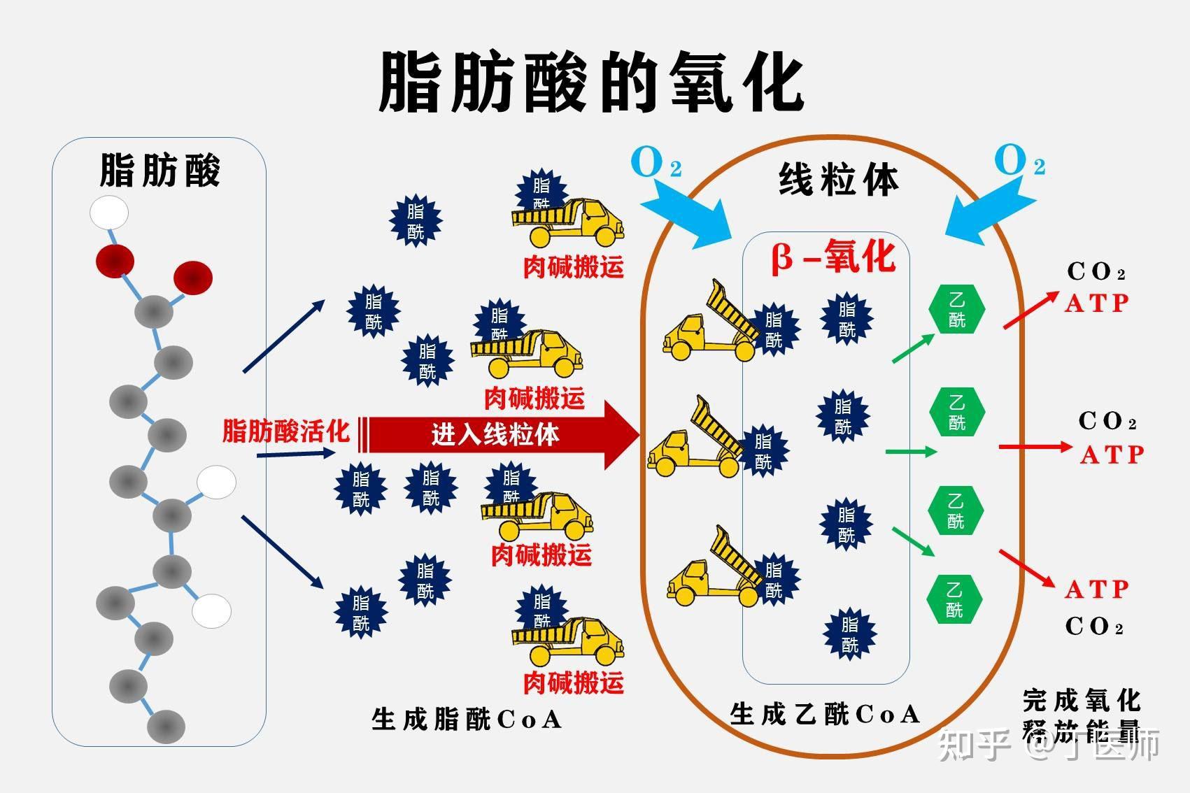 脂肪的代谢过程 - 知乎