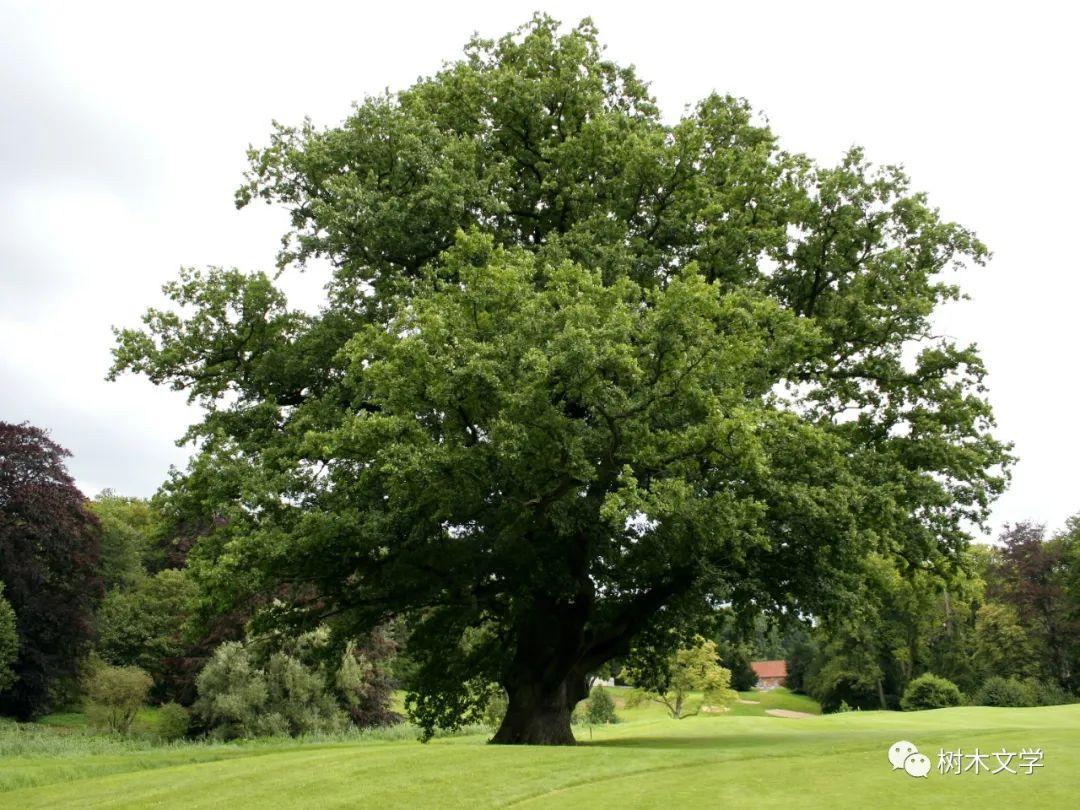 柱状夏栎:240年前发现的栎树品种 - 知乎