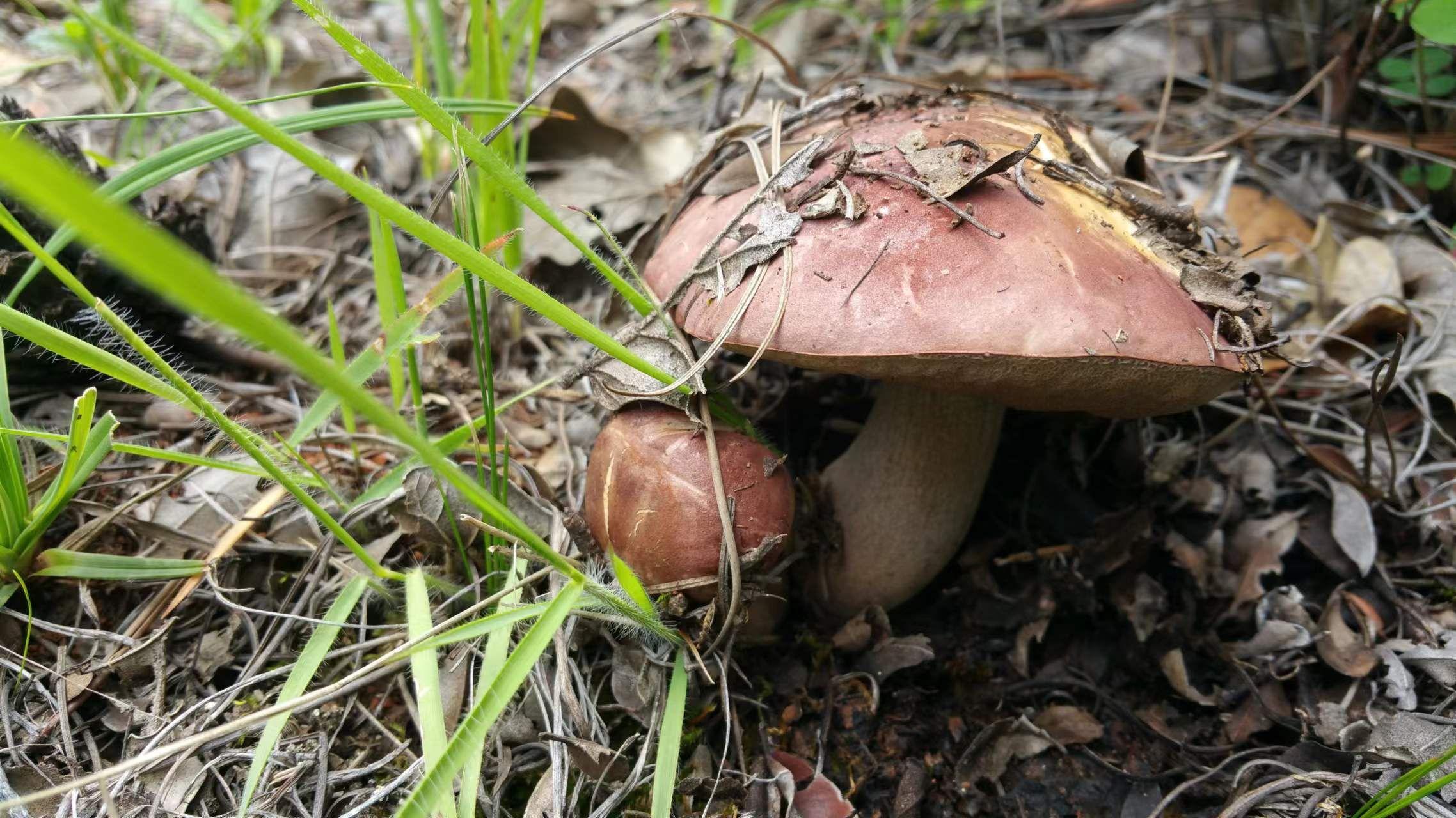 山野藏珍馐:紫盖牛肝菌 - 知乎