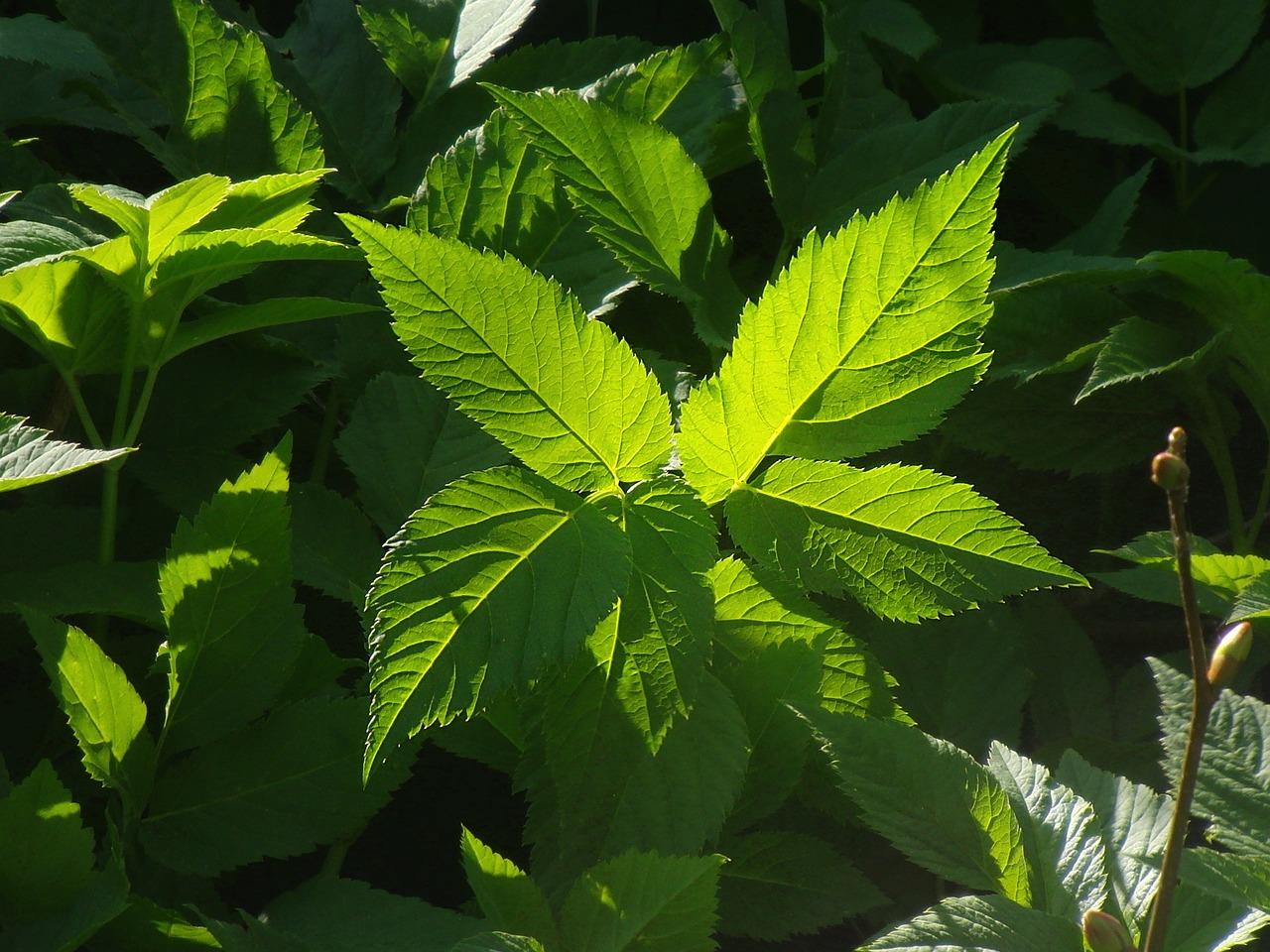 野生艾叶什么时候采摘