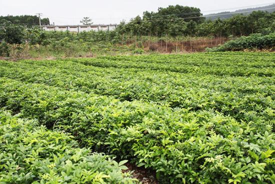 使用植物非试管高效快繁技术快繁美丽崖豆藤 - 知乎