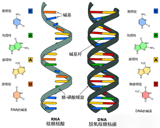 生命密码DNA,神奇组分碱基对! - 知乎