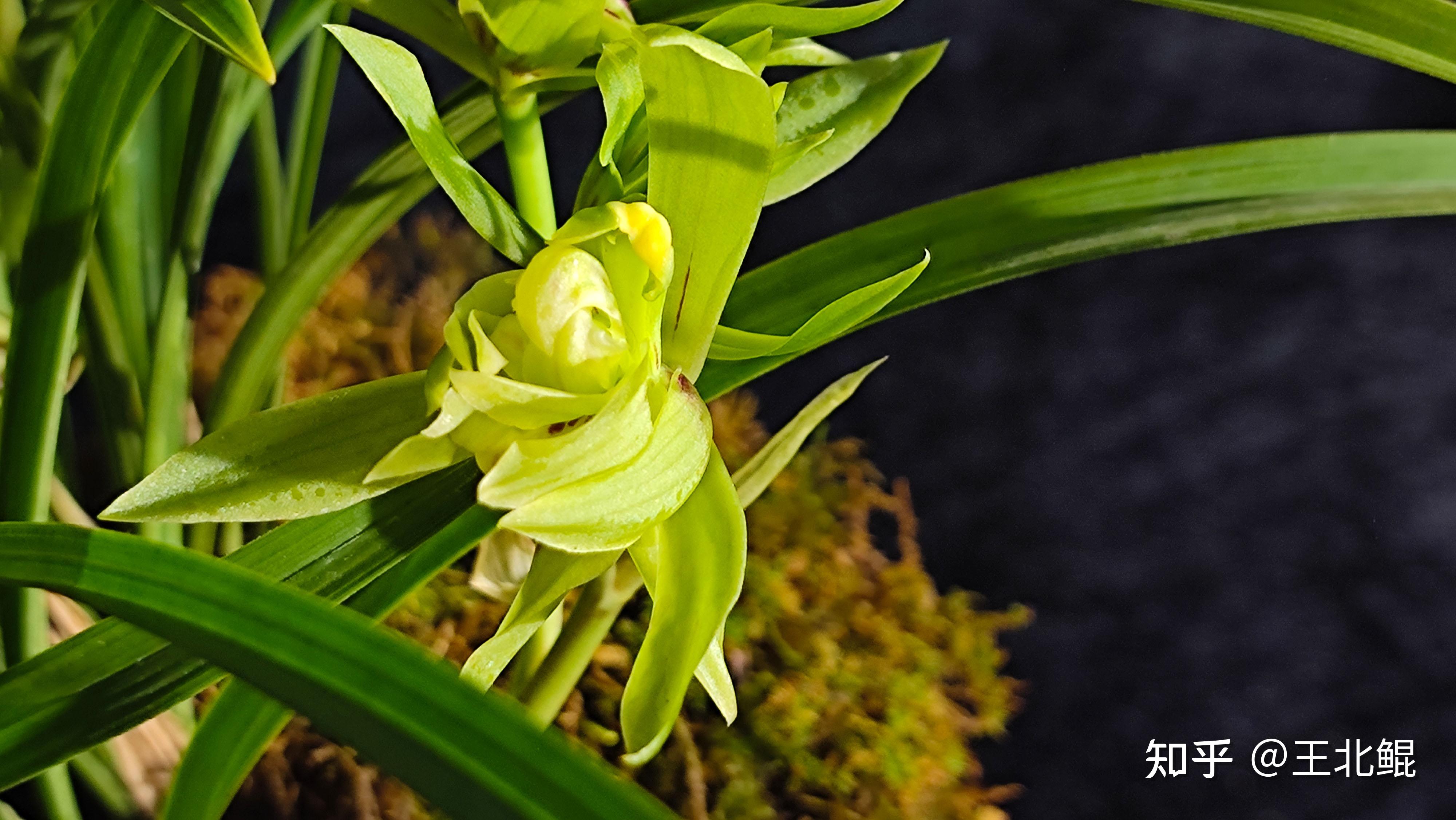 开了一波兰花贴上来显摆显摆