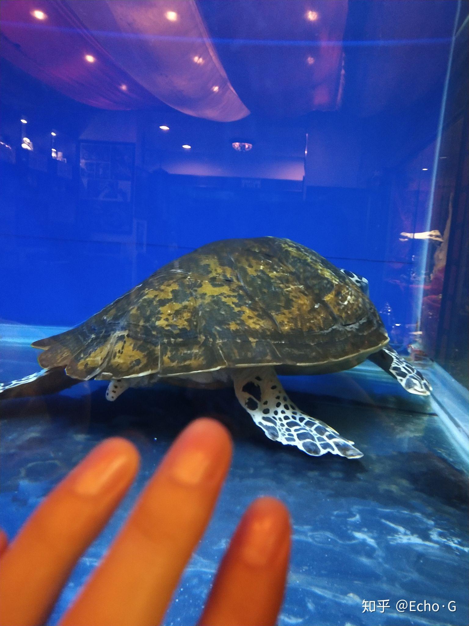 海龟 缸里养的十来年的玳瑁背部有了褐色,和生锈一样,哪位大神能不能