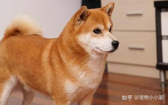 中华田园犬vs柴犬 大黄输给小柴了吗 知乎