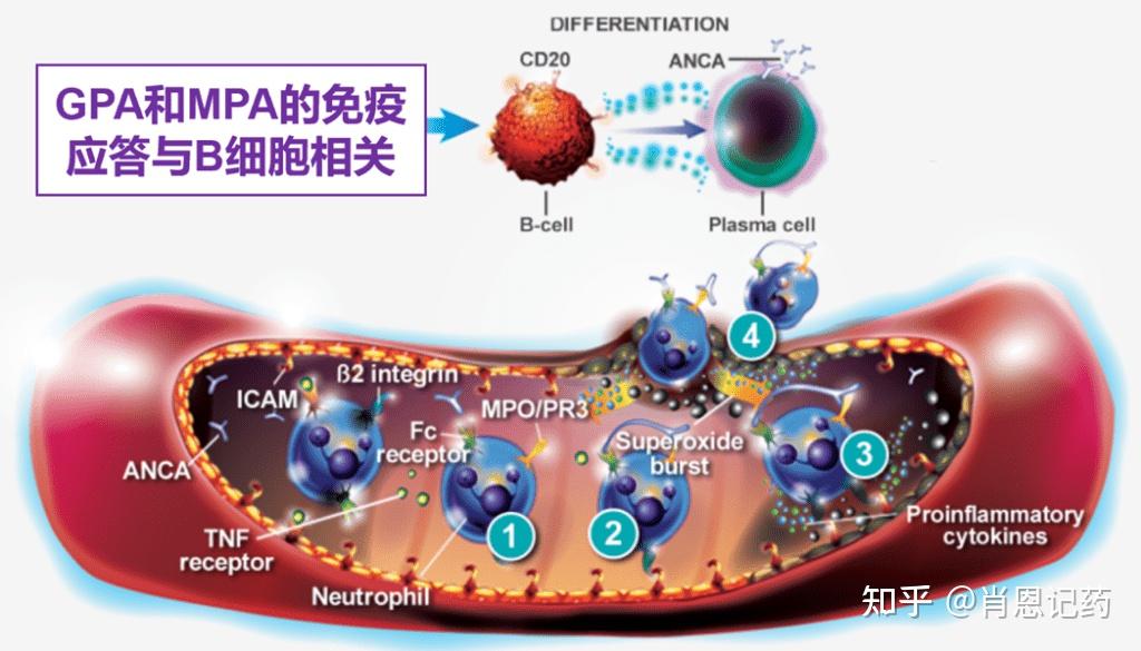利妥昔单抗上市时间较早,作用机制相对简单.