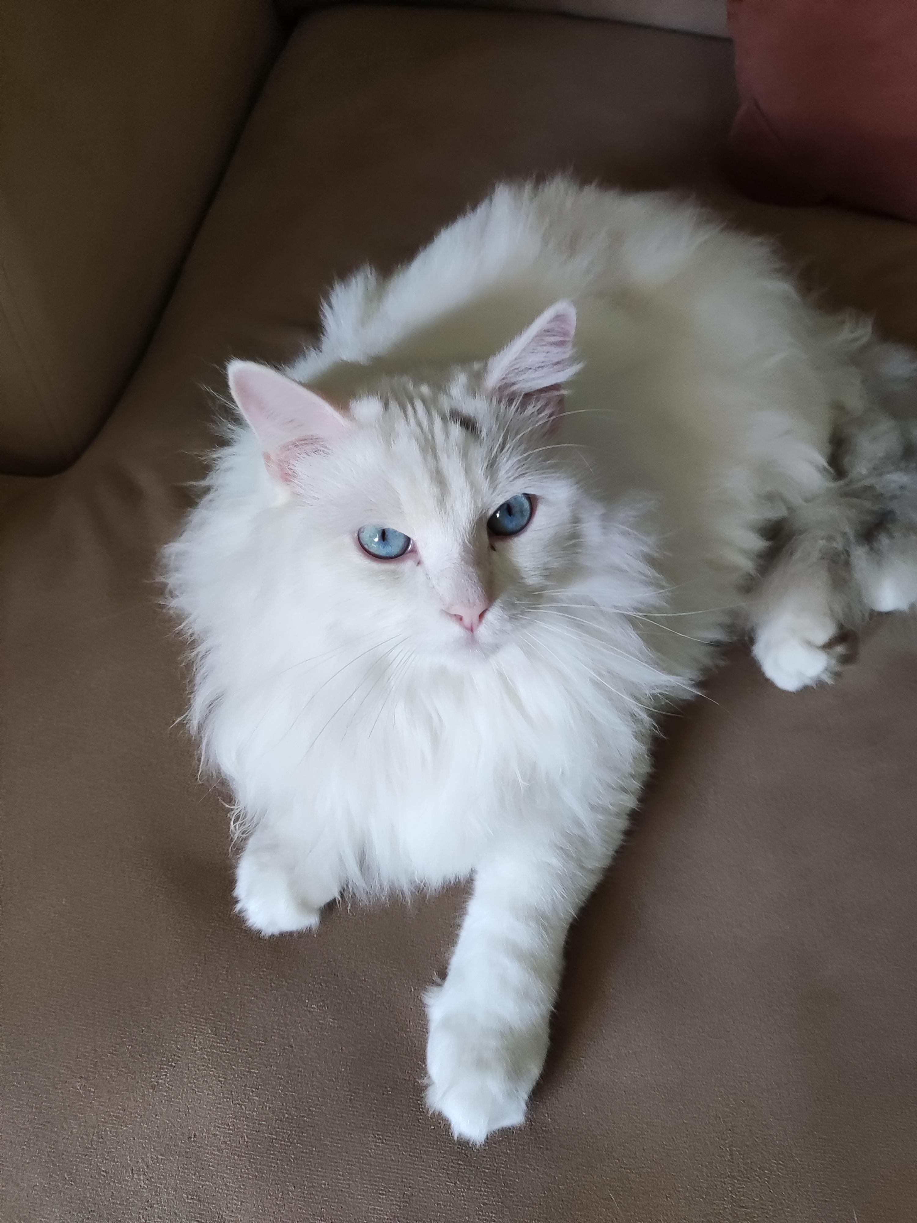 这是只净梵色布偶吗? - 知乎