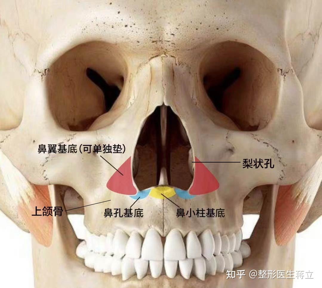 鼻唇沟是哪个部位图片