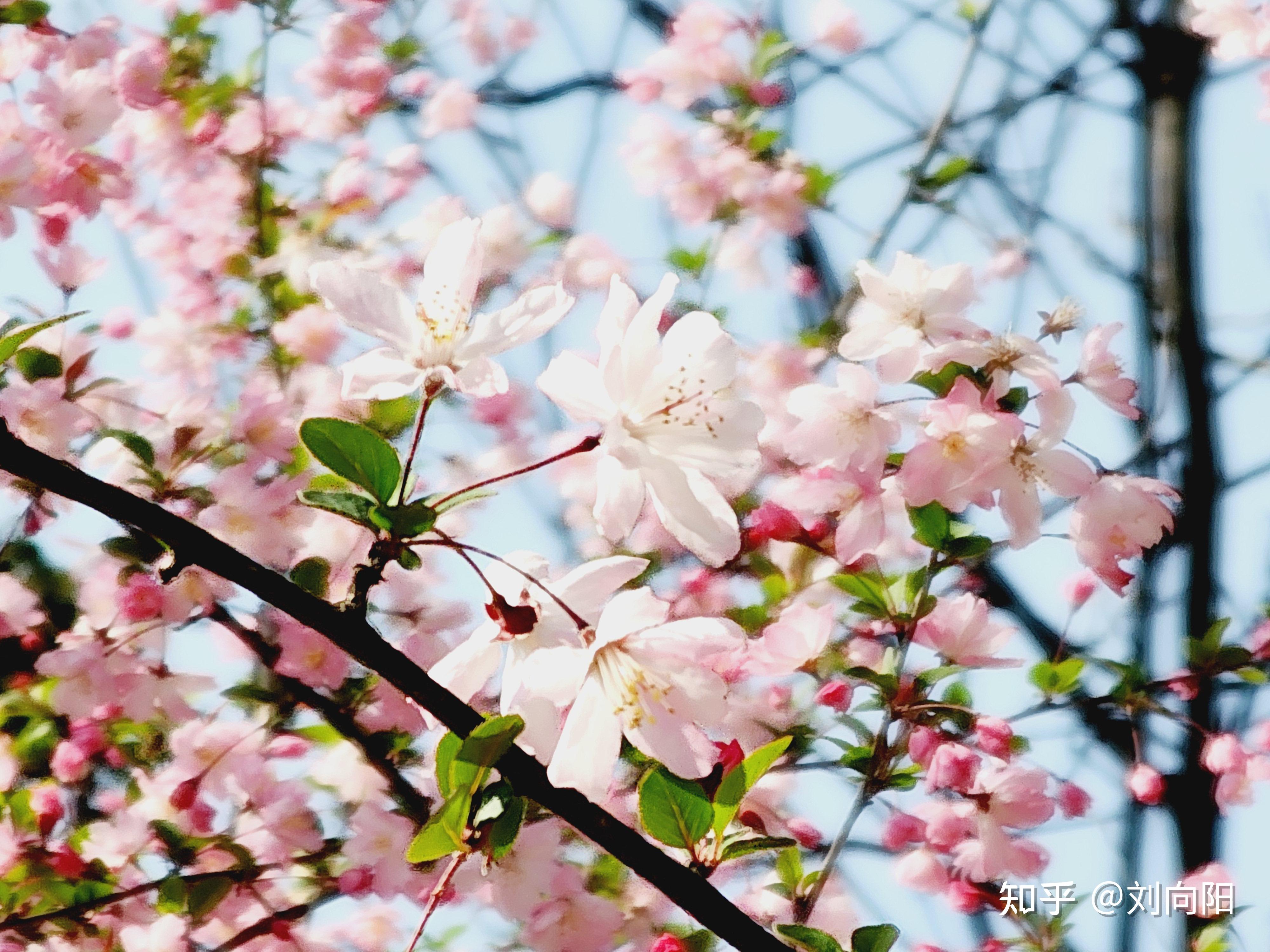 上海高东樱花园图片