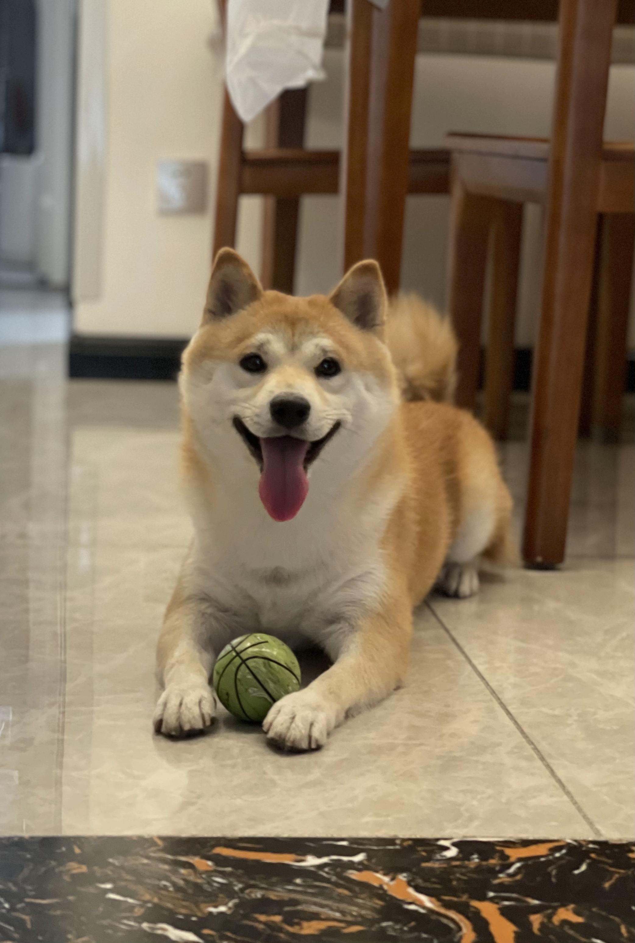 四个月了这是柴犬吗是不是让骗了