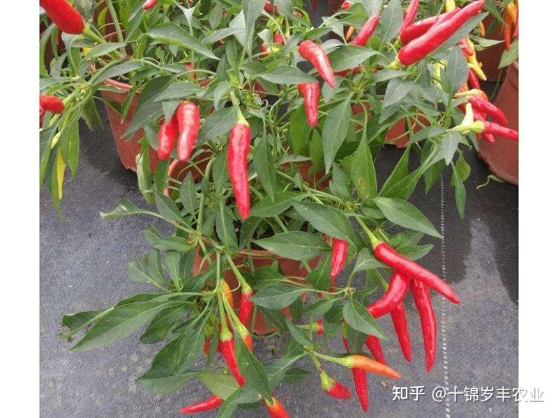 阳台种植朝天椒有哪些小窍门? - 知乎