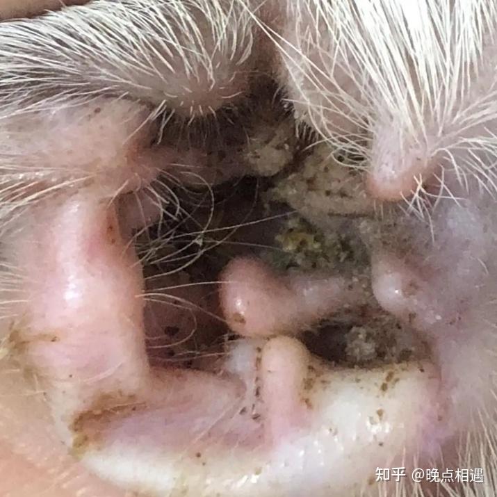 狗狗染上了耳螨主人该如何处理