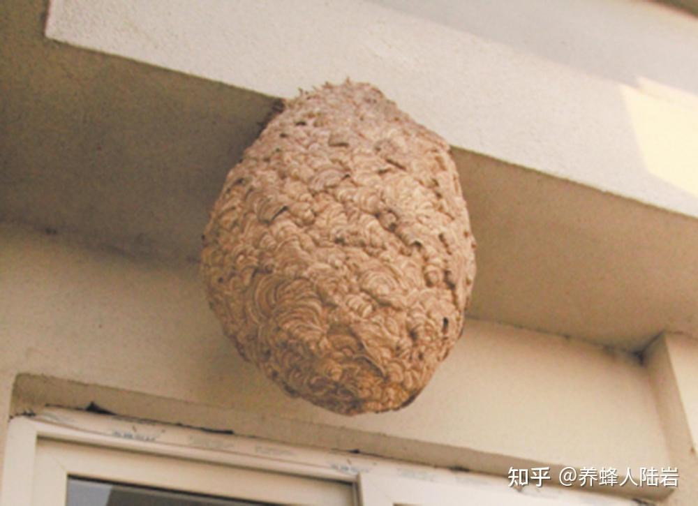 如何区分蜜蜂窝与马蜂窝