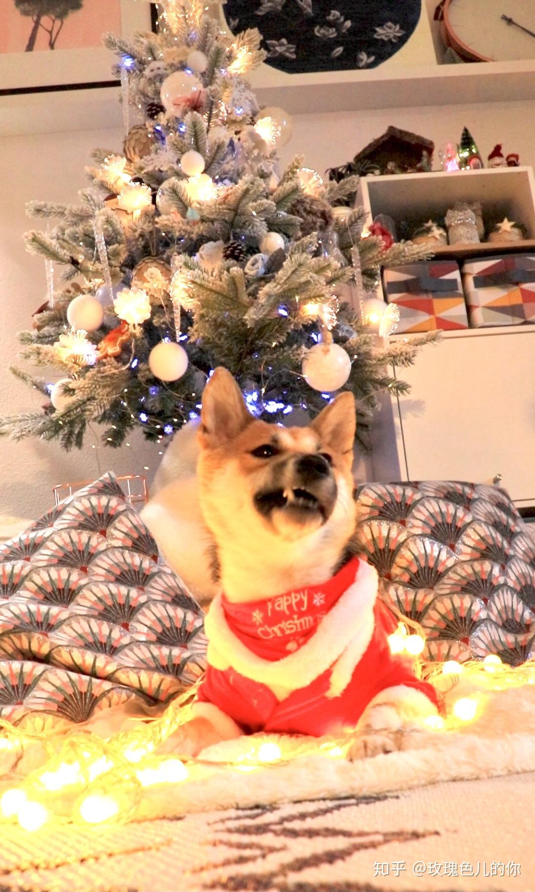 养柴犬真的治愈吗