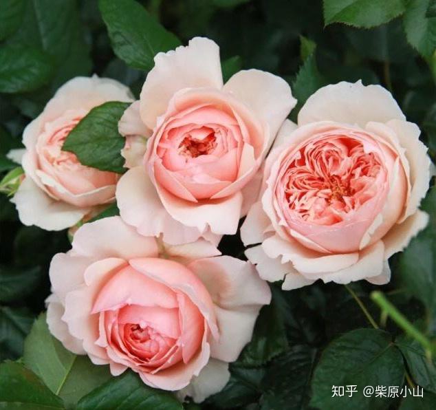 怎么养多头玫瑰 v2-b75e788b658673b17d799f5629b870ec_r.jpg