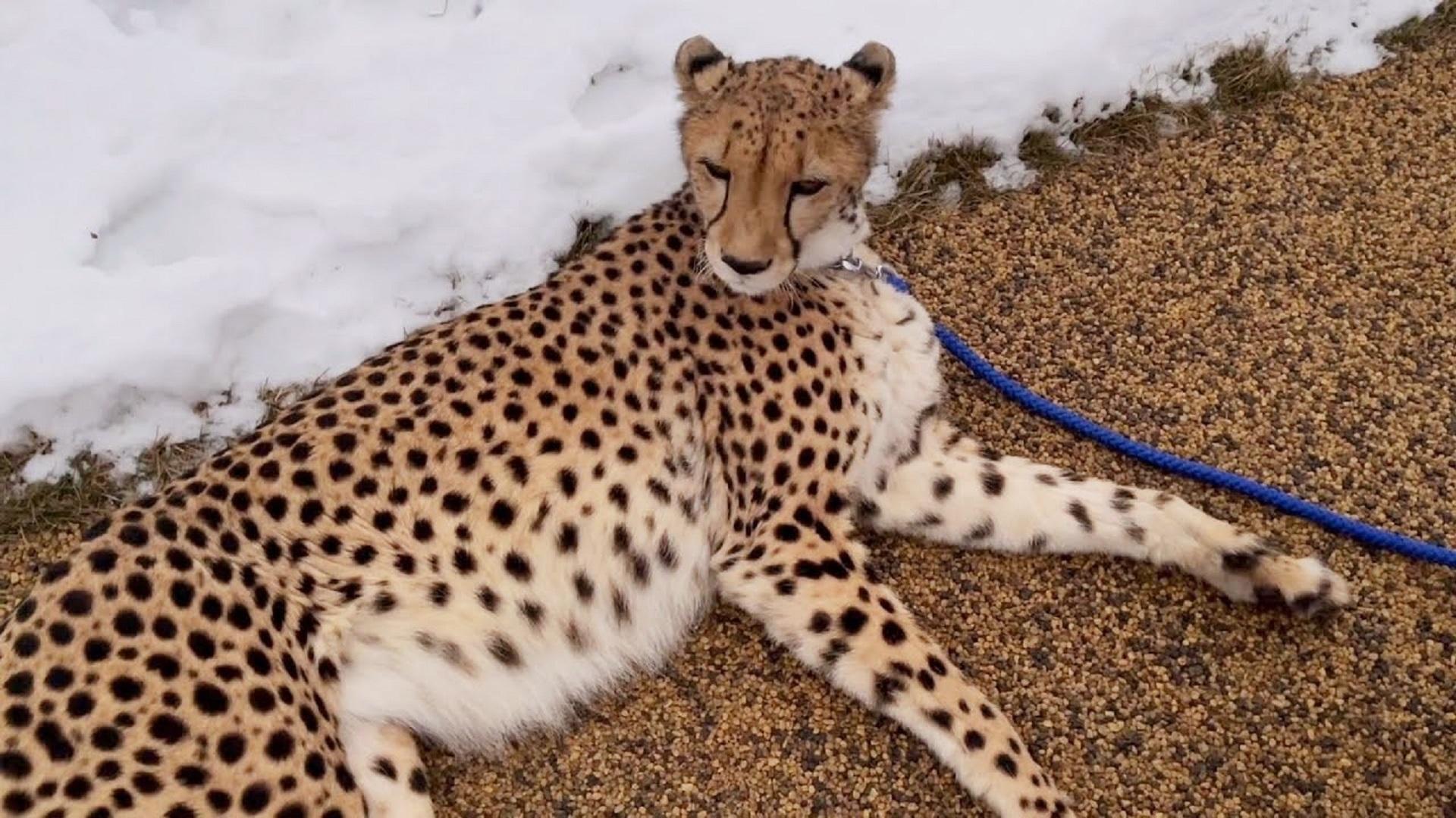 这么气鼓鼓的青蛙!