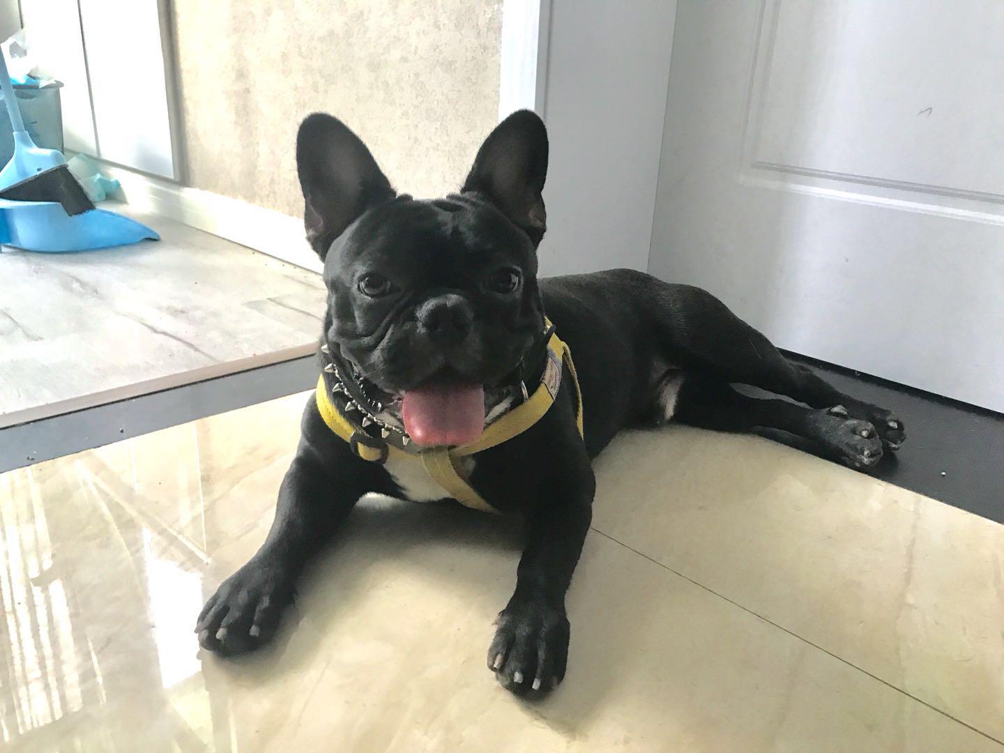 法斗的智商到底有多低?