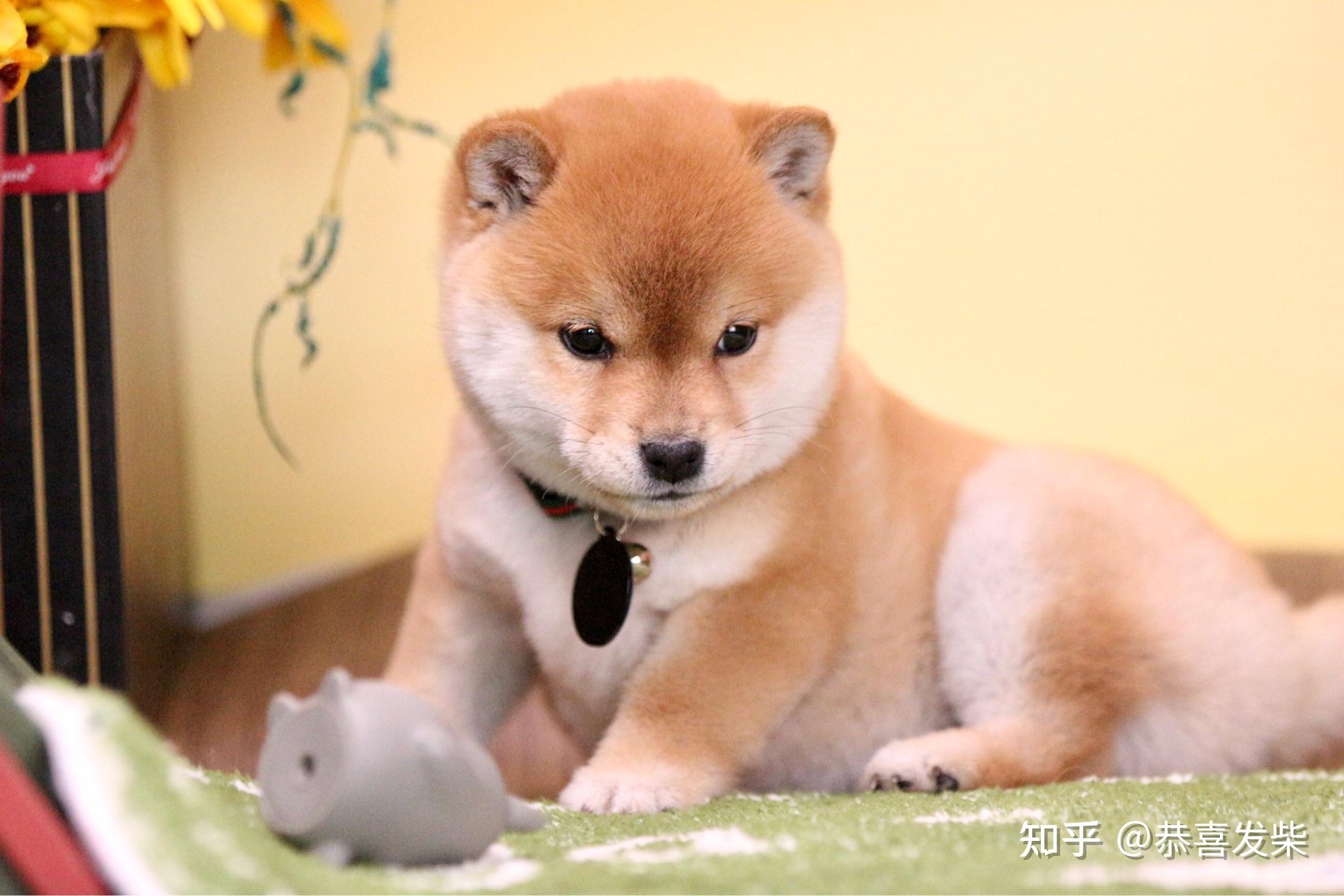 柴犬和秋田犬有啥区别?看这三点!