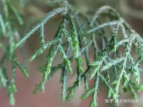 中国发现102.3米巨型高树,什么力量把水“抽”上百米高的树梢? - 知乎